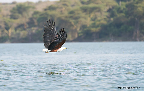 African Fish Eagle || Lake Naivasha || Aug 2017
https://www.facebook.com/MohammedSalmanPics/ African fish eagle,Haliaeetus vocifer