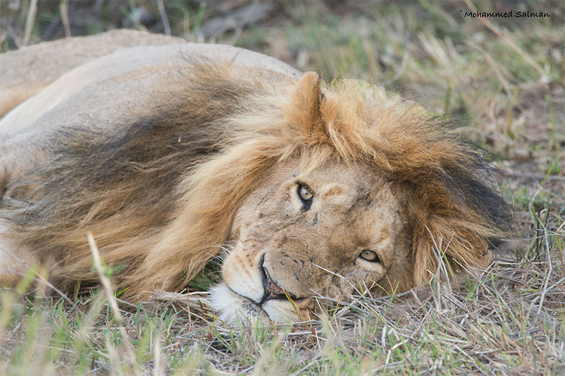 Lion || Maasai Mara || Aug 2017<br />
<a href="https://www.facebook.com/MohammedSalmanPics/" rel="nofollow">https://www.facebook.com/MohammedSalmanPics/</a> Lion,Panthera leo