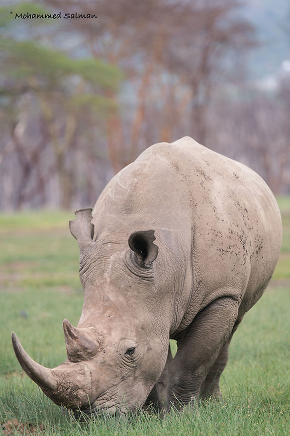 Southern white rhinoceros || Lake Nakuru || Aug 2017<br />
<a href="https://www.facebook.com/MohammedSalmanPics/" rel="nofollow">https://www.facebook.com/MohammedSalmanPics/</a> Ceratotherium simum,White rhinoceros