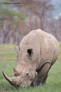 Southern white rhinoceros || Lake Nakuru || Aug 2017
https://www.facebook.com/MohammedSalmanPics/ Ceratotherium simum,White rhinoceros