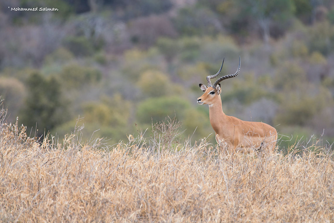 Impala || Tsavo West || Aug 2017 <br />
<a href="https://www.facebook.com/MohammedSalmanPics/" rel="nofollow">https://www.facebook.com/MohammedSalmanPics/</a> Aepyceros melampus,Impala
