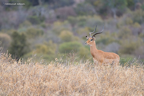 Impala || Tsavo West || Aug 2017 
https://www.facebook.com/MohammedSalmanPics/ Aepyceros melampus,Impala