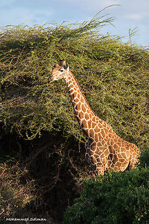 Giraffe Tsavo East National Park || Aug 2017
https://www.facebook.com/MohammedSalmanPics/ Giraffa camelopardalis,Giraffe
