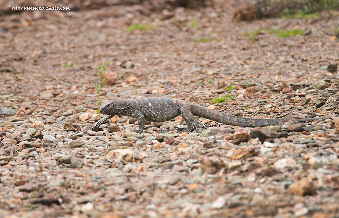 Monitor lizard || Lakkavalli, Bhadra || July 2017<br />
<a href="https://www.facebook.com/MohammedSalmanPics/" rel="nofollow">https://www.facebook.com/MohammedSalmanPics/</a> Bengal monitor (Indian monitor),Varanus bengalensis