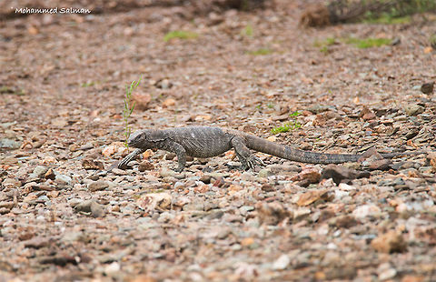 Monitor lizard || Lakkavalli, Bhadra || July 2017
https://www.facebook.com/MohammedSalmanPics/ Bengal monitor (Indian monitor),Varanus bengalensis