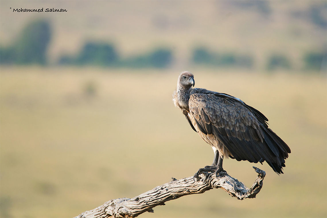 White backed vulture || Maasai Mara || Aug 2017<br />
<a href="https://www.facebook.com/MohammedSalmanPics/" rel="nofollow">https://www.facebook.com/MohammedSalmanPics/</a><br />
 Gyps africanus,White-backed Vulture