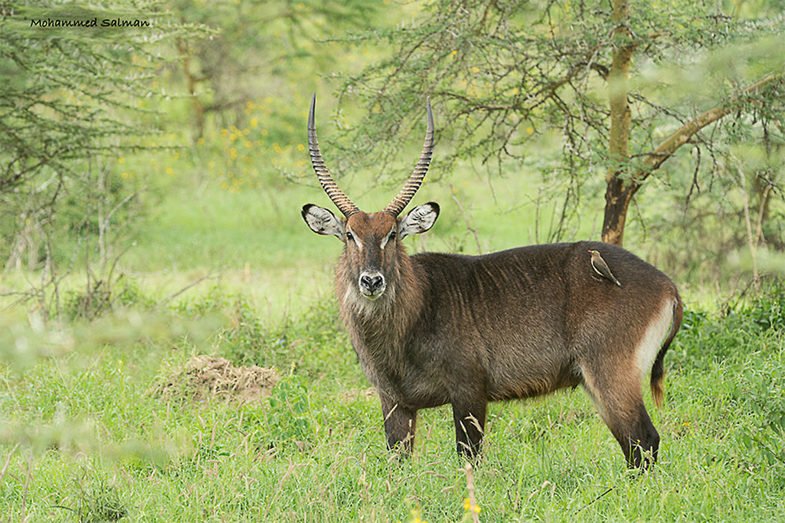 Water Buck || Lake Nakuru || Aug 2017  <a href="https://www.facebook.com/MohammedSalmanPics/" rel="nofollow">https://www.facebook.com/MohammedSalmanPics/</a> Kobus ellipsiprymnus,Waterbuck