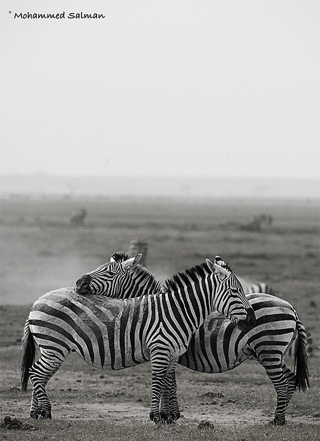 Plains Zebras || Amboseli || Aug 2017<br />
<a href="https://www.facebook.com/MohammedSalmanPics/" rel="nofollow">https://www.facebook.com/MohammedSalmanPics/</a> Equus quagga,Plains zebra