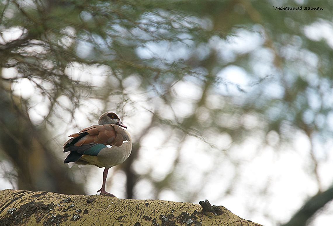 Balancing act, Egyptian goose || Lake Naivasha || Aug 2017<br />
<a href="https://www.facebook.com/MohammedSalmanPics/" rel="nofollow">https://www.facebook.com/MohammedSalmanPics/</a> Alopochen aegyptiacus,Egyptian Goose