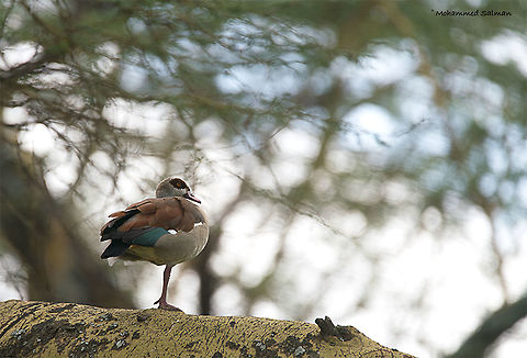 Balancing act, Egyptian goose || Lake Naivasha || Aug 2017
https://www.facebook.com/MohammedSalmanPics/ Alopochen aegyptiacus,Egyptian Goose