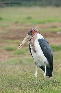 Marabou Stork || Lake Nakuru || Aug 2017
https://www.facebook.com/MohammedSalmanPics/
 Leptoptilos crumeniferus,Marabou Stork