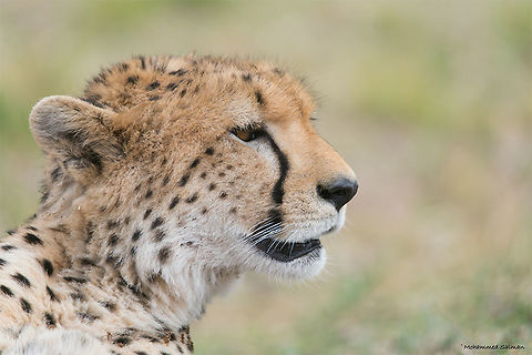 Cheetah close up || Maasai Mara || Aug 2017
https://www.facebook.com/MohammedSalmanPics/ Acinonyx jubatus,Cheetah