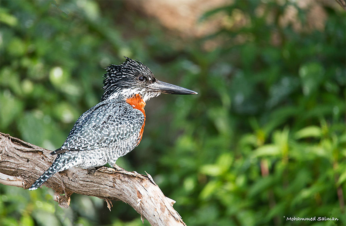 Giant Kingfisher || Lake Naivasha || Aug 2017<br />
<a href="https://www.facebook.com/MohammedSalmanPics/" rel="nofollow">https://www.facebook.com/MohammedSalmanPics/</a> Giant Kingfisher,Megaceryle maxima