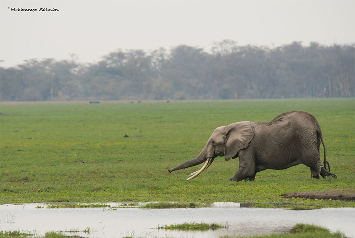 Elephant in the marshes || Amboseli || Aug 2017<br />
<a href="https://www.facebook.com/MohammedSalmanPics/" rel="nofollow">https://www.facebook.com/MohammedSalmanPics/</a><br />
 African bush elephant,Loxodonta africana