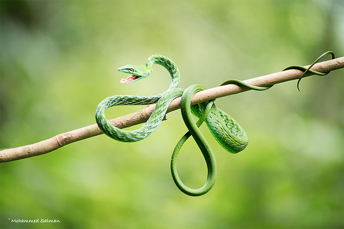 Green vine snake || Waynard || Sept 2017<br />
<a href="https://www.facebook.com/MohammedSalmanPics/" rel="nofollow">https://www.facebook.com/MohammedSalmanPics/</a> Ahaetulla nasuta,Green vine snake or Long-nosed whip snake