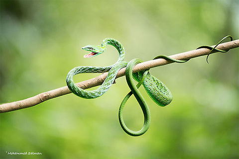 Green vine snake || Waynard || Sept 2017
https://www.facebook.com/MohammedSalmanPics/ Ahaetulla nasuta,Green vine snake or Long-nosed whip snake
