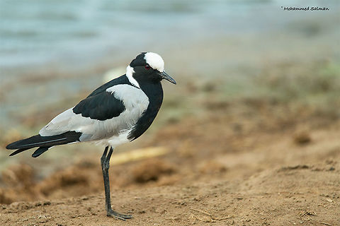 Blacksmith lapwing || Tsavo West || Aug 2017
https://www.facebook.com/MohammedSalmanPics/ Blacksmith Lapwing,Vanellus armatus