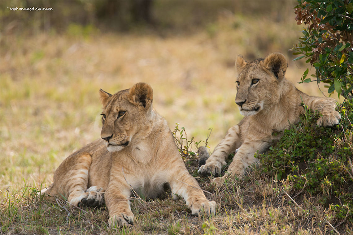 Lion cubs || Maasai Mara || Aug 2017<br />
<a href="https://www.facebook.com/MohammedSalmanPics/" rel="nofollow">https://www.facebook.com/MohammedSalmanPics/</a> Lion,Panthera leo