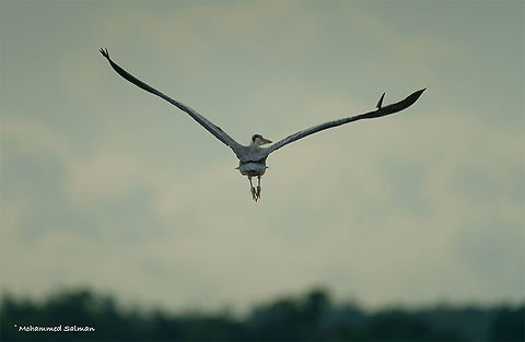 Grey Heron Grey Heron || Lakkavalli, Bhadra || July 2017
https://www.facebook.com/MohammedSalmanPics/ Ardea cinerea,Grey heron
