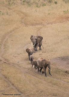 Elephant family || Tsavo West || Aug 2017
https://www.facebook.com/MohammedSalmanPics/
 African bush elephant,Loxodonta africana
