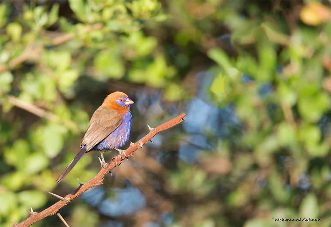 Purple grenadier || Lake Nakuru || Aug 2017<br />
<a href="https://www.facebook.com/MohammedSalmanPics/" rel="nofollow">https://www.facebook.com/MohammedSalmanPics/</a><br />
 Purple grenadier,Uraeginthus ianthinogaster