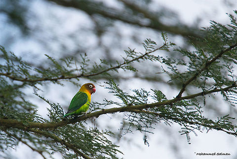 Fischer's Lovebird || Lake Nivasha || Aug 2017
https://www.facebook.com/MohammedSalmanPics/ Agapornis fischeri,Fischer's lovebird
