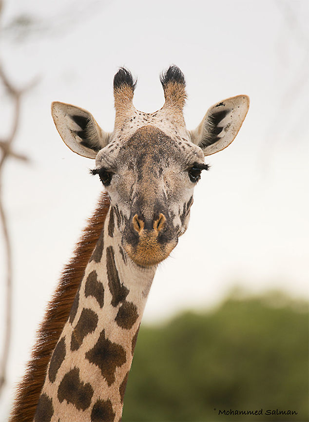 Giraffe close up || Tsavo East National Park || Aug 2017<br />
<a href="https://www.facebook.com/MohammedSalmanPics/" rel="nofollow">https://www.facebook.com/MohammedSalmanPics/</a> Giraffa camelopardalis,Giraffe