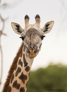 Giraffe close up || Tsavo East National Park || Aug 2017
https://www.facebook.com/MohammedSalmanPics/ Giraffa camelopardalis,Giraffe