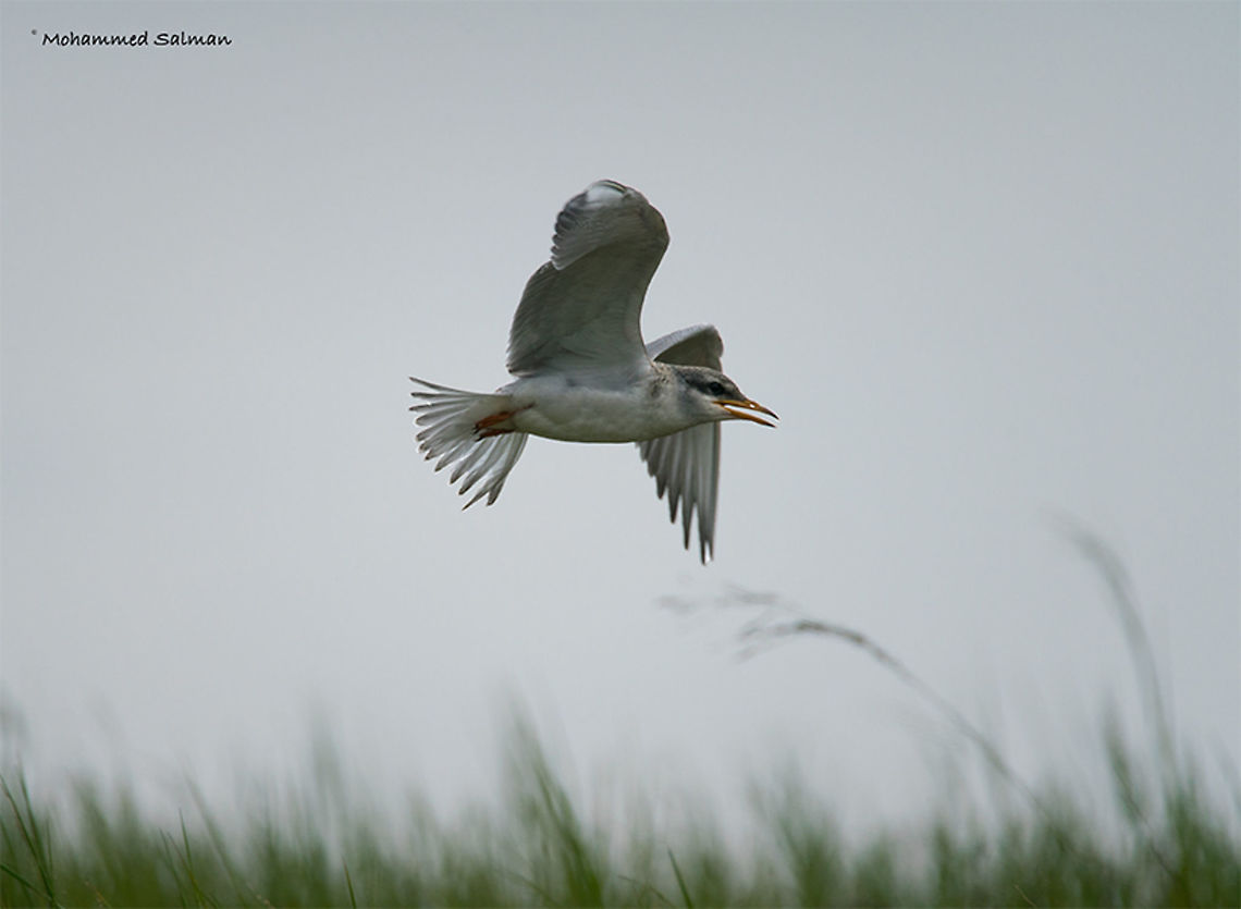 Juvenile river tern in flight || Bhadra || July 2017<br />
<a href="https://www.facebook.com/MohammedSalmanPics/" rel="nofollow">https://www.facebook.com/MohammedSalmanPics/</a> River Tern,Sterna aurantia