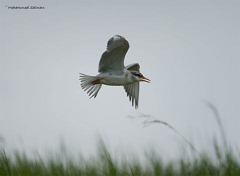 Juvenile river tern in flight || Bhadra || July 2017
https://www.facebook.com/MohammedSalmanPics/ River Tern,Sterna aurantia