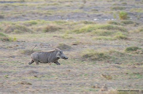 Warthog Panning || Amboseli || Aug 2017
https://www.facebook.com/MohammedSalmanPics/ Phacochoerus africanus,Warthog