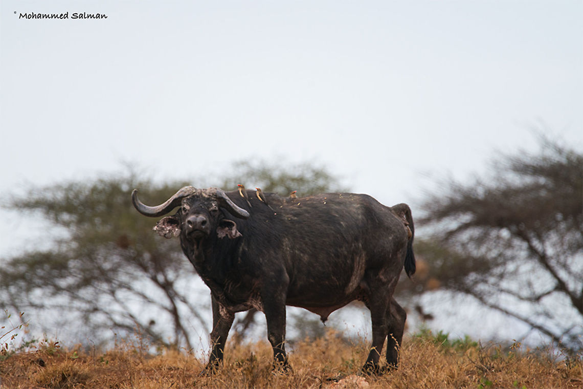 Cape buffalo || Tsavo West || Aug 2017<br />
<a href="https://www.facebook.com/MohammedSalmanPics/" rel="nofollow">https://www.facebook.com/MohammedSalmanPics/</a> African buffalo,Syncerus caffer