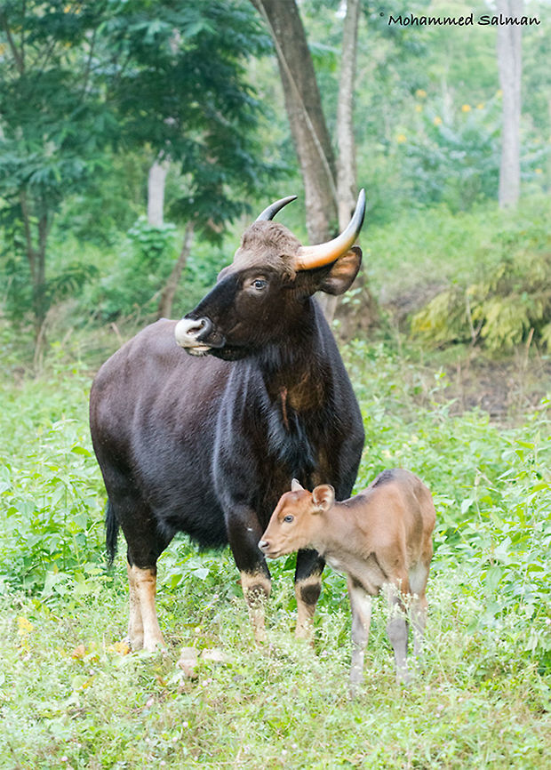 Indian gaur & calf || Nagarhole || Sept 2017<br />
<a href="https://www.facebook.com/MohammedSalmanPics/" rel="nofollow">https://www.facebook.com/MohammedSalmanPics/</a><br />
 Bos gaurus,Gaur