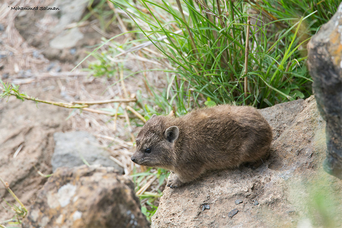 Rock hyrax young one || Lake Nakuru || Aug 2017<br />
<a href="https://www.facebook.com/MohammedSalmanPics/" rel="nofollow">https://www.facebook.com/MohammedSalmanPics/</a> Procavia capensis,Rock hyrax