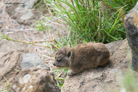 Rock hyrax young one || Lake Nakuru || Aug 2017
https://www.facebook.com/MohammedSalmanPics/ Procavia capensis,Rock hyrax