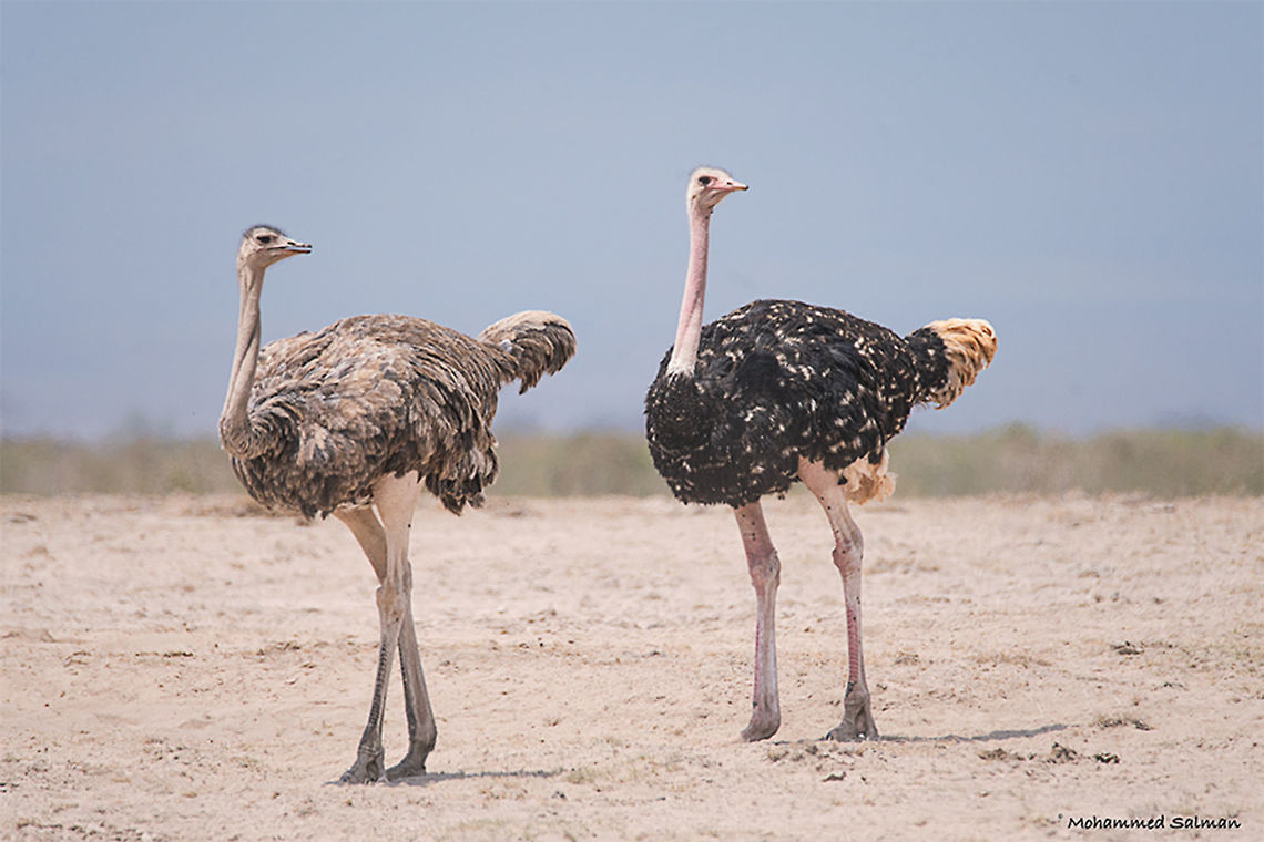 An ostrich pair || Amboseli || Aug 2017<br />
<a href="https://www.facebook.com/MohammedSalmanPics/" rel="nofollow">https://www.facebook.com/MohammedSalmanPics/</a> Ostrich,Struthio camelus
