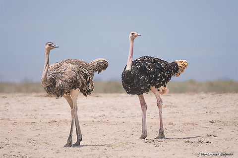An ostrich pair || Amboseli || Aug 2017
https://www.facebook.com/MohammedSalmanPics/ Ostrich,Struthio camelus