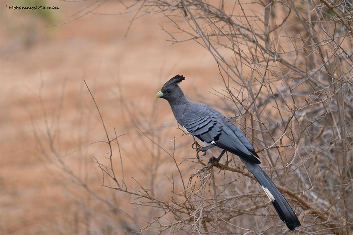 White-bellied go-away-bird || Tsavo East || Aug 2017<br />
<a href="https://www.facebook.com/MohammedSalmanPics/" rel="nofollow">https://www.facebook.com/MohammedSalmanPics/</a> Corythaixoides leucogaster,White-bellied Go-away-bird