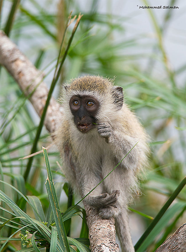 Vervet monkey || Tsavo West || Aug 2017<br />
<a href="https://www.facebook.com/MohammedSalmanPics/" rel="nofollow">https://www.facebook.com/MohammedSalmanPics/</a><br />
 Chlorocebus pygerythrus,Vervet monkey