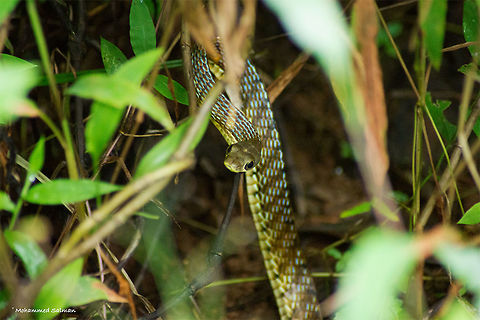 Painted bronzeback tree snake || Wayanad || Sep 2017
https://www.facebook.com/MohammedSalmanPics/ Dendrelaphis pictus,Painted Bronzeback