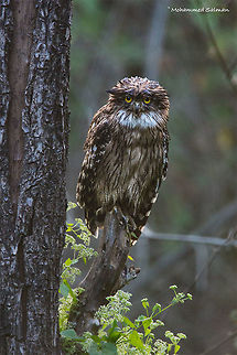 Brown fish owl || Lakkavalli, Bhadra, India || Nov 2016
https://www.facebook.com/MohammedSalmanPics/
 Brown fish owl,Bubo zeylonensis