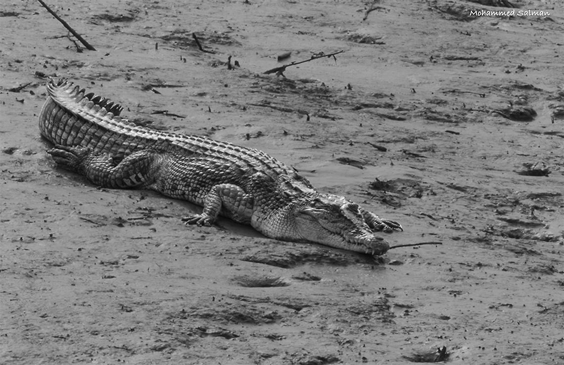 Estuarine crocodile || Sundarbans || Oct 2017<br />
<a href="https://www.facebook.com/MohammedSalmanPics/" rel="nofollow">https://www.facebook.com/MohammedSalmanPics/</a> Crocodylus porosus,Saltwater crocodile