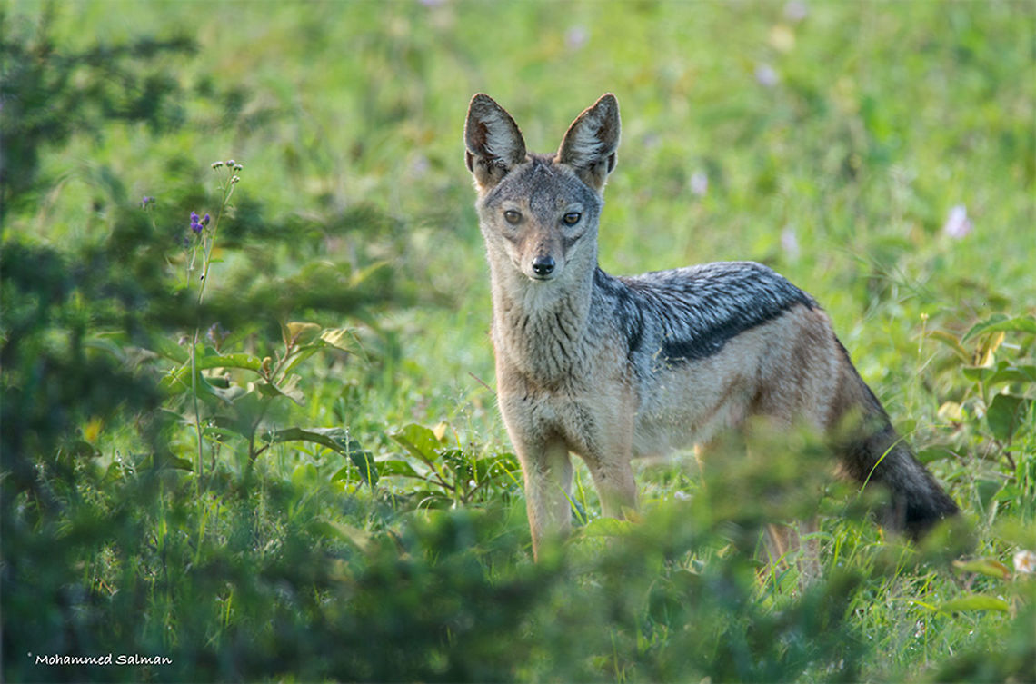 Black backed jackal || Lake Nakuru || Aug 2017<br />
<a href="https://www.facebook.com/MohammedSalmanPics/" rel="nofollow">https://www.facebook.com/MohammedSalmanPics/</a><br />
 Black-backed jackal,Canis mesomelas
