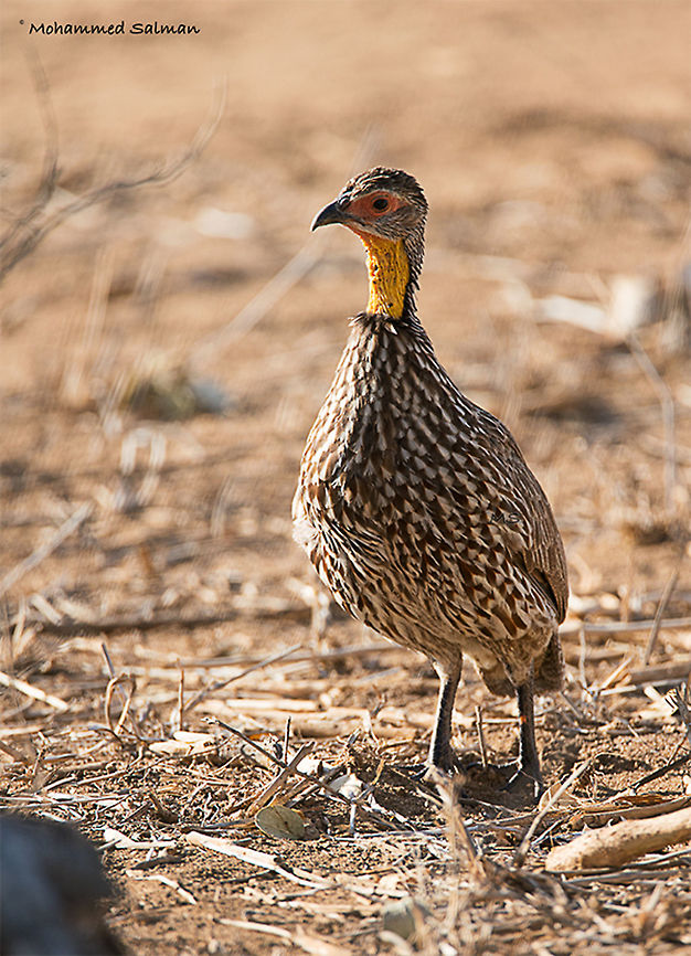 Yellow-necked spurfowl || Tsavo East || Aug 2017<br />
<a href="https://www.facebook.com/MohammedSalmanPics/" rel="nofollow">https://www.facebook.com/MohammedSalmanPics/</a><br />
 Pternistis leucoscepus,Yellow-necked spurfowl