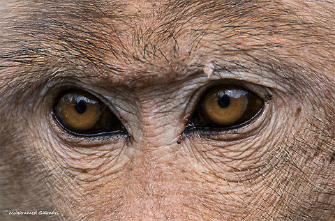 Macaque's gaze || Sathyamangalam || Nov 2017
https://www.facebook.com/MohammedSalmanPics/ Bonnet macaque,Fall,Geotagged,India,Macaca radiata
