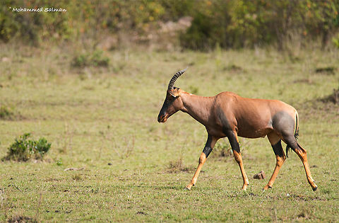 Topi Maasai Mara || Aug 2017
https://www.facebook.com/MohammedSalmanPics/ Damaliscus korrigum,Topi