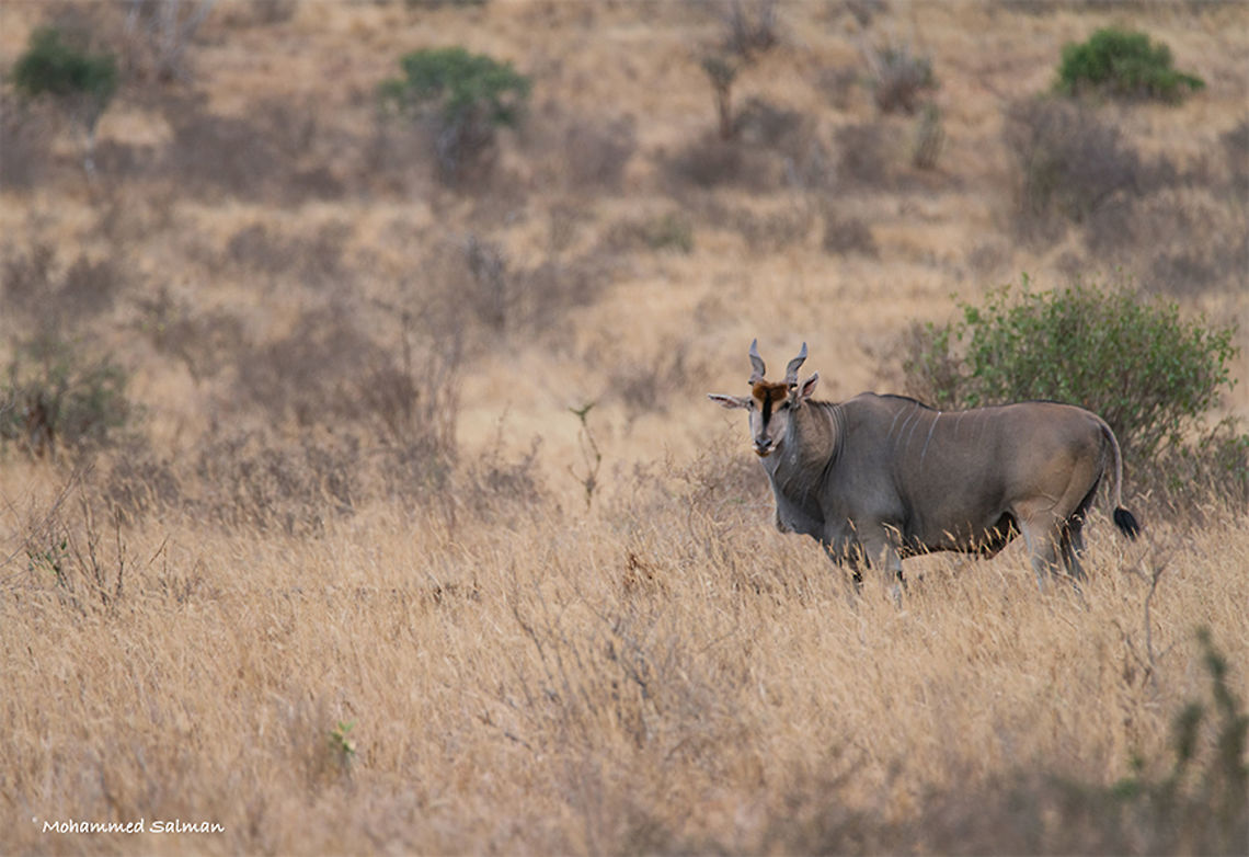 Eland antelope || Tsavo West || Aug 2017<br />
<a href="https://www.facebook.com/MohammedSalmanPics/" rel="nofollow">https://www.facebook.com/MohammedSalmanPics/</a><br />
 Common eland,Taurotragus oryx