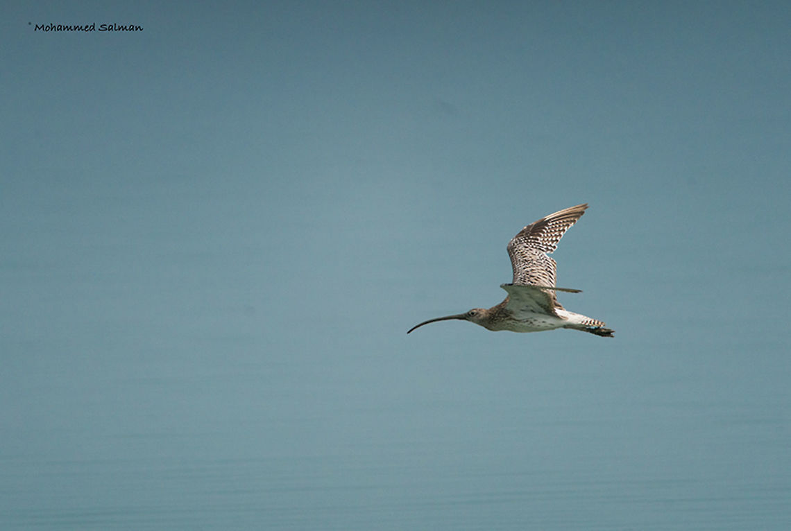 Eurasian curlew || Sundarbans || Oct 2017<br />
<a href="https://www.facebook.com/MohammedSalmanPics/" rel="nofollow">https://www.facebook.com/MohammedSalmanPics/</a> Eurasian Curlew,Numenius arquata