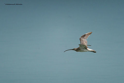 Eurasian curlew || Sundarbans || Oct 2017
https://www.facebook.com/MohammedSalmanPics/ Eurasian Curlew,Numenius arquata
