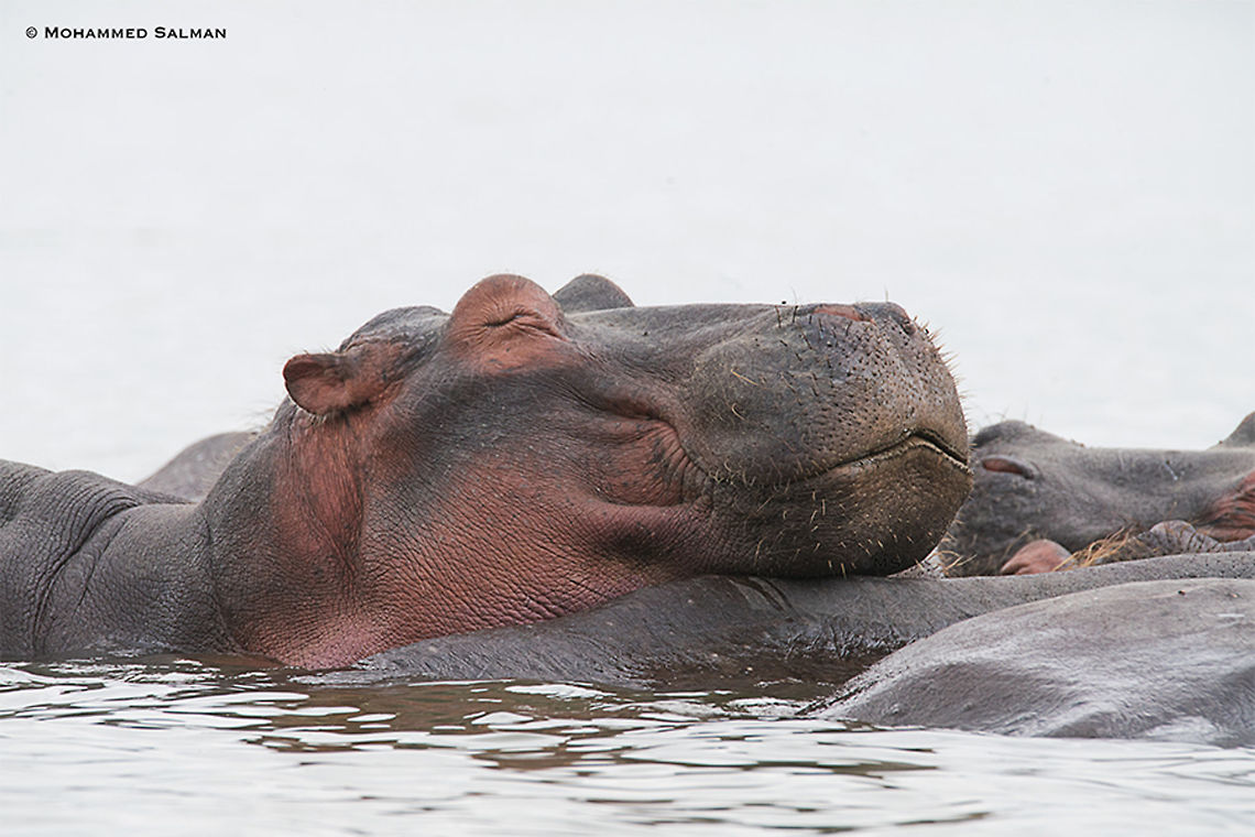 Sleepy Hippo || Lake Naivasha || Aug 2017<br />
<a href="https://www.facebook.com/MohammedSalmanPics/" rel="nofollow">https://www.facebook.com/MohammedSalmanPics/</a> Hippopotamus,Hippopotamus amphibius